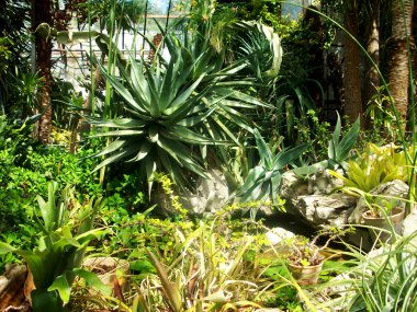 egzotik bitkilerin fotoğraf