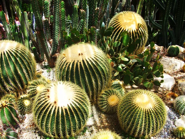 Foto av exotiska kaktus — Stockfoto