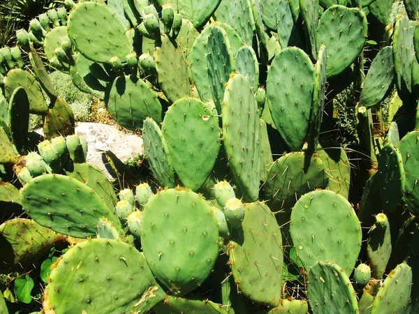 Foto van exotische cactus — Stockfoto