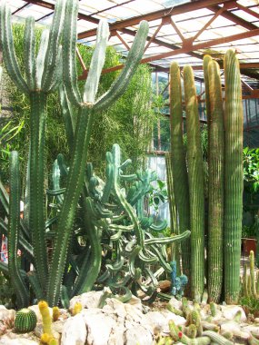 egzotik kaktüs fotoğraf