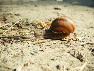 kum üzerinde sürünerek salyangoz