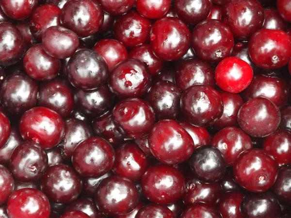 Bright background of ripe cherries — Stock Photo, Image