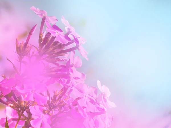 明亮的阳光模糊花卉背景 — 图库照片