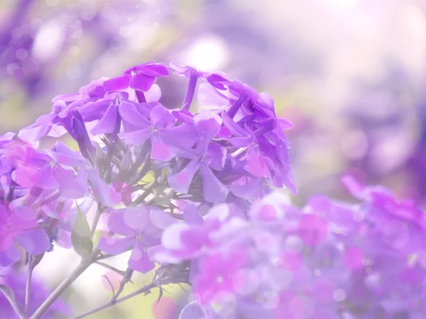 Fotos de flores violetas en hierba verde —  Fotos de Stock