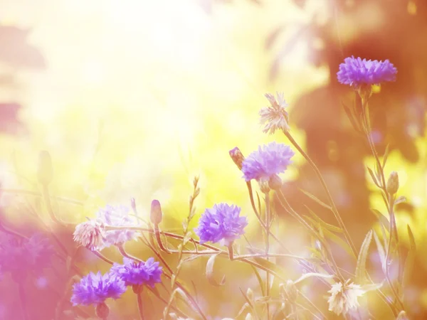 Solar blue cornflowers and green grass — Stock Photo, Image