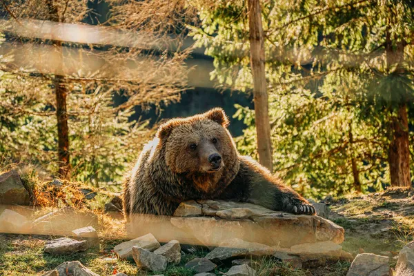 Medvěd hnědý v parku. Rehabilitační středisko pro medvědy hnědé, Ukrajina — Stock fotografie