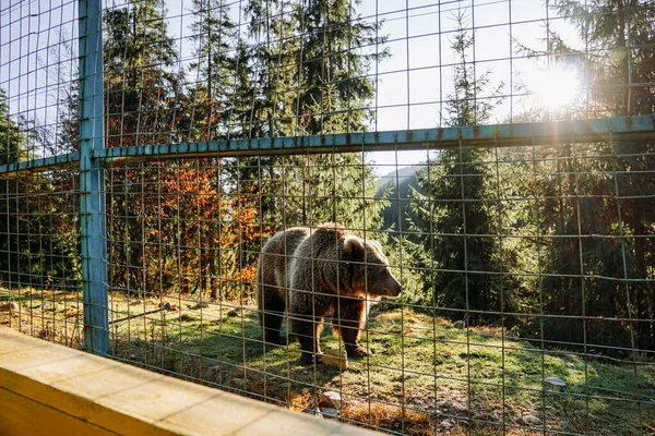 Medvěd hnědý v parku. Rehabilitační středisko pro medvědy hnědé, Ukrajina — Stock fotografie