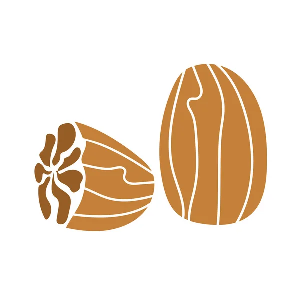 Muskatnuss, handgezeichnetes grafisches Element für das Verpackungsdesign von Nüssen und Samen — Stockvektor