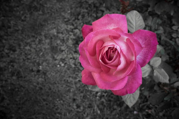 Belle rose dans le jardin — Photo