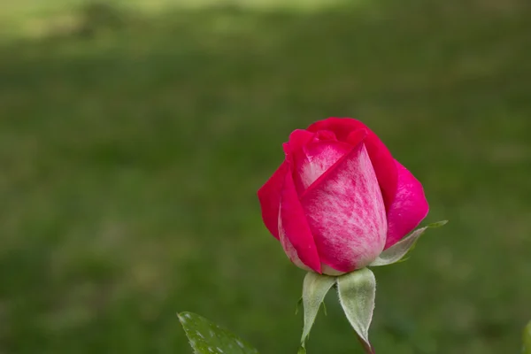 Jasne rozwijanej rosebud w morning2 — Zdjęcie stockowe