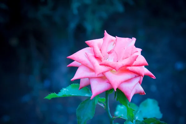 Różowa róża w vintage style3 — Zdjęcie stockowe