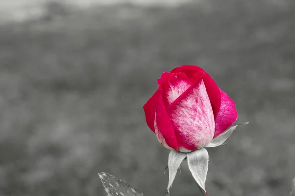 Rose bud in de zonsondergang — Stockfoto