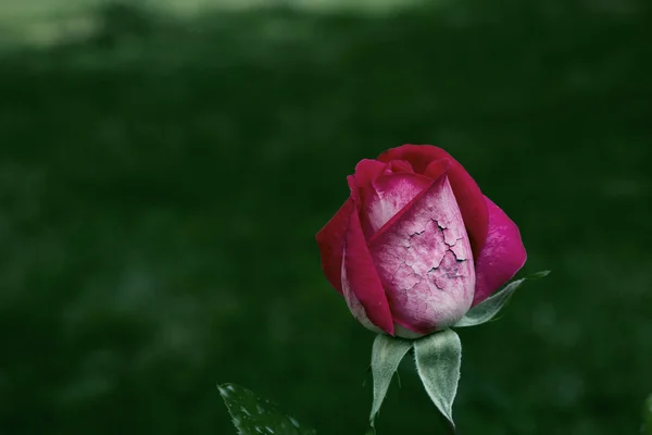 Een roos met een gebroken oppervlak — Stockfoto