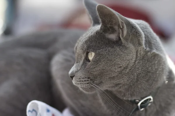 블루 cat3 — 스톡 사진
