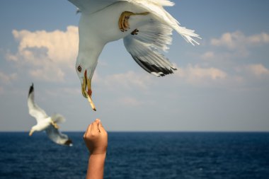 Feeding Seagull clipart