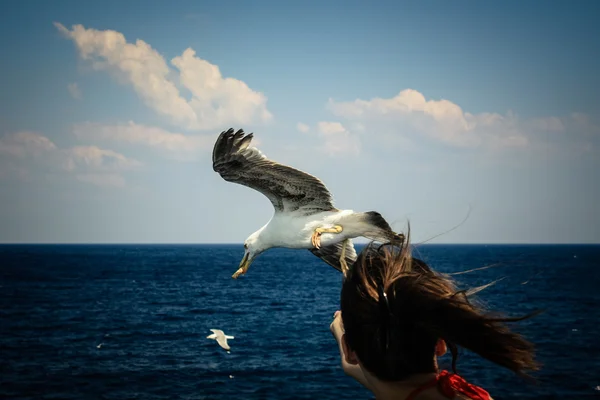 Gaivota Alimentação de Ferryboat — Fotografia de Stock