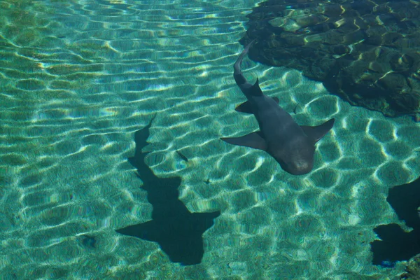 Haai in het zwembad Rechtenvrije Stockfoto's