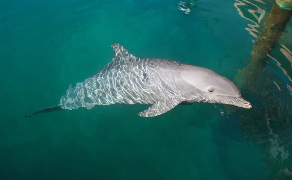 Dolphin in the pool in Dominican Republic Rechtenvrije Stockafbeeldingen