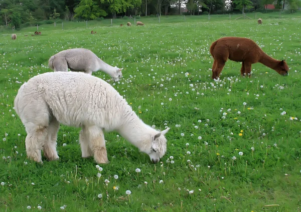 Alpaca — Stock Photo, Image