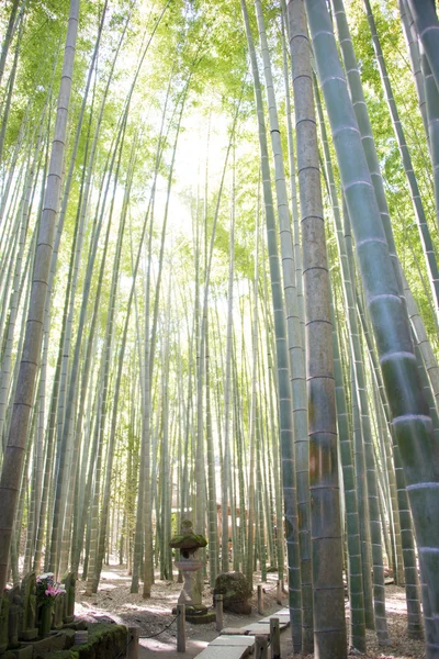 КАМАКУРА, Япония - 22 МАРТА 2014: Храм Хококудзи. Это старый храм в секте Риндзай дзен-буддизма. Известный своим бамбуковым садом, он также известен как "Храм Бамбука ". — стоковое фото