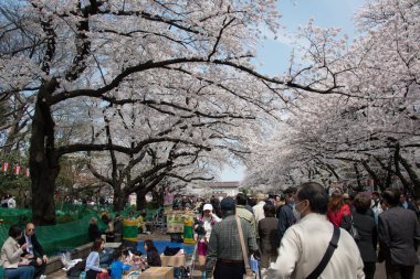 Tokyo, Japonya - 1 Nisan 2014: ziyaretçiler zevk kiraz çiçeği 1 Nisan 2014 ueno park içinde. Ueno park sakura Festivali için 2 milyon kişi tarafından ziyaret edilmiştir.