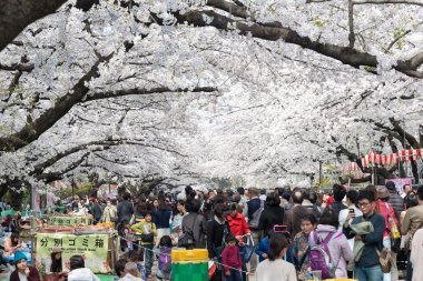 Tokyo, Japonya - 1 Nisan 2014: ziyaretçiler zevk kiraz çiçeği 1 Nisan 2014 ueno park içinde. Ueno park sakura Festivali için 2 milyon kişi tarafından ziyaret edilmiştir.
