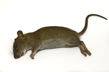Dead rat clipart