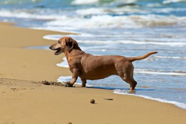 Dachshund Köpek
