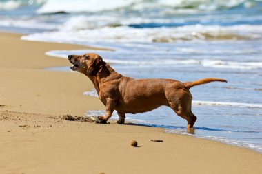 Dachshund Köpek