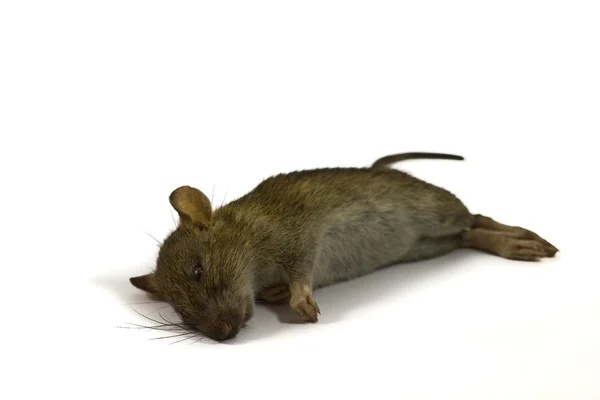 Dead rat Royalty Free Stock Photos
