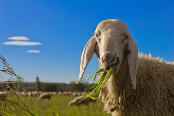 Sheeps Stock Picture