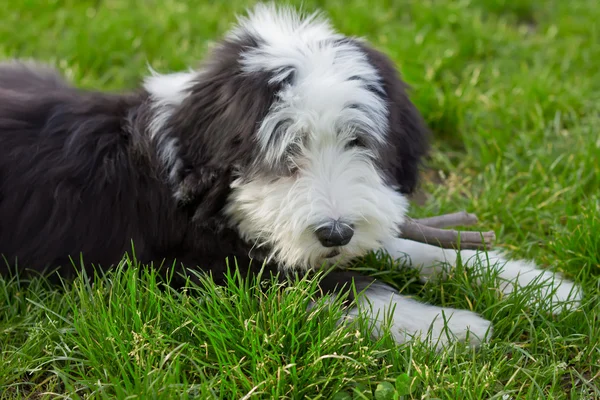 Bearded collie Royalty Free Stock Images
