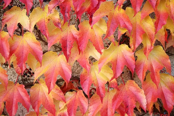 Feuilles rouge-jaune d'une plante grimpante — Photo