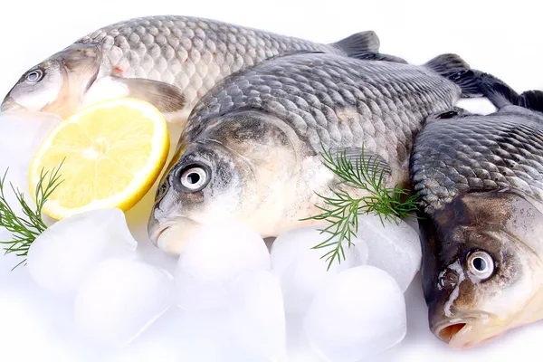 Carpa de pescado fresco sobre fondo blanco, hielo y limón —  Fotos de Stock