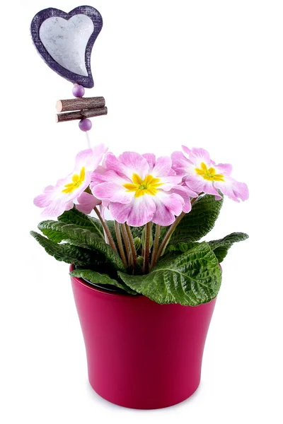 Fiori viola in vaso rosso con distintivo cuore isolato — Foto Stock