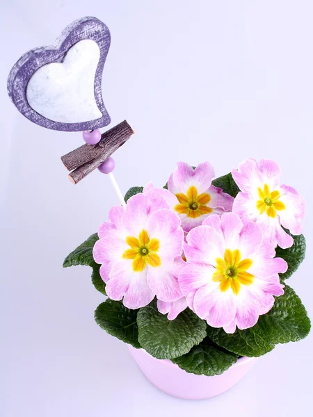Violette bloemen in roze pot met hart badge — Stockfoto