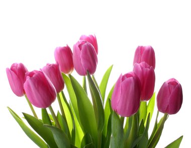 arka plan olarak izole taze Pembe Laleler