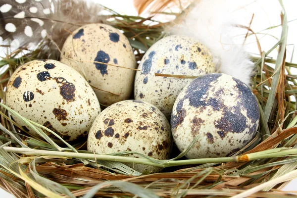 Five quail eggs in nest — Stock Photo, Image
