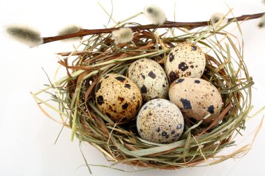 Söğüt dalı ile yuvada beş bıldırcın yumurtası