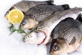čerstvé ryby na bílém pozadí s ledem a citronem