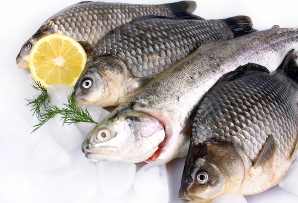 Peixe fresco no fundo branco com gelo e limão — Fotografia de Stock