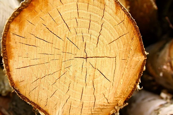 Segmented birch tree, as background — Stock Photo, Image