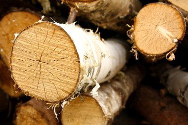 çekirdek Boyutlanmış birch, arka plan olarak değil.