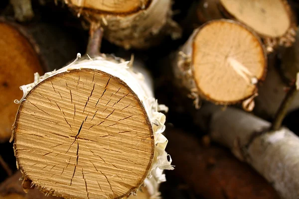 Segmented birch tree, background — Stock Photo, Image