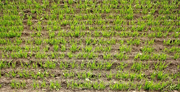 Green field with sprouted wheat — Stock Photo, Image