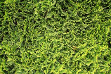 arka plan olarak yeşil ardıç