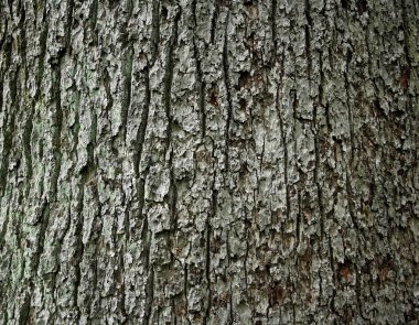 arka plan olarak büyük Meşe barka