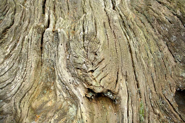 Τεράστια και παλιό δέντρο κορμό ως φόντο — Φωτογραφία Αρχείου