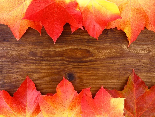Red and yellow maple leaves on wood background — Stock Photo, Image