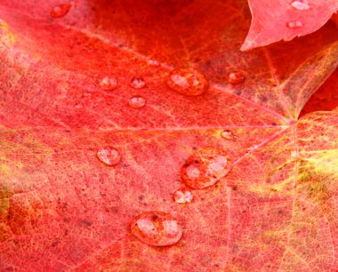 Kırmızı ve sarı akçaağaç yaprakları ile su damlaları